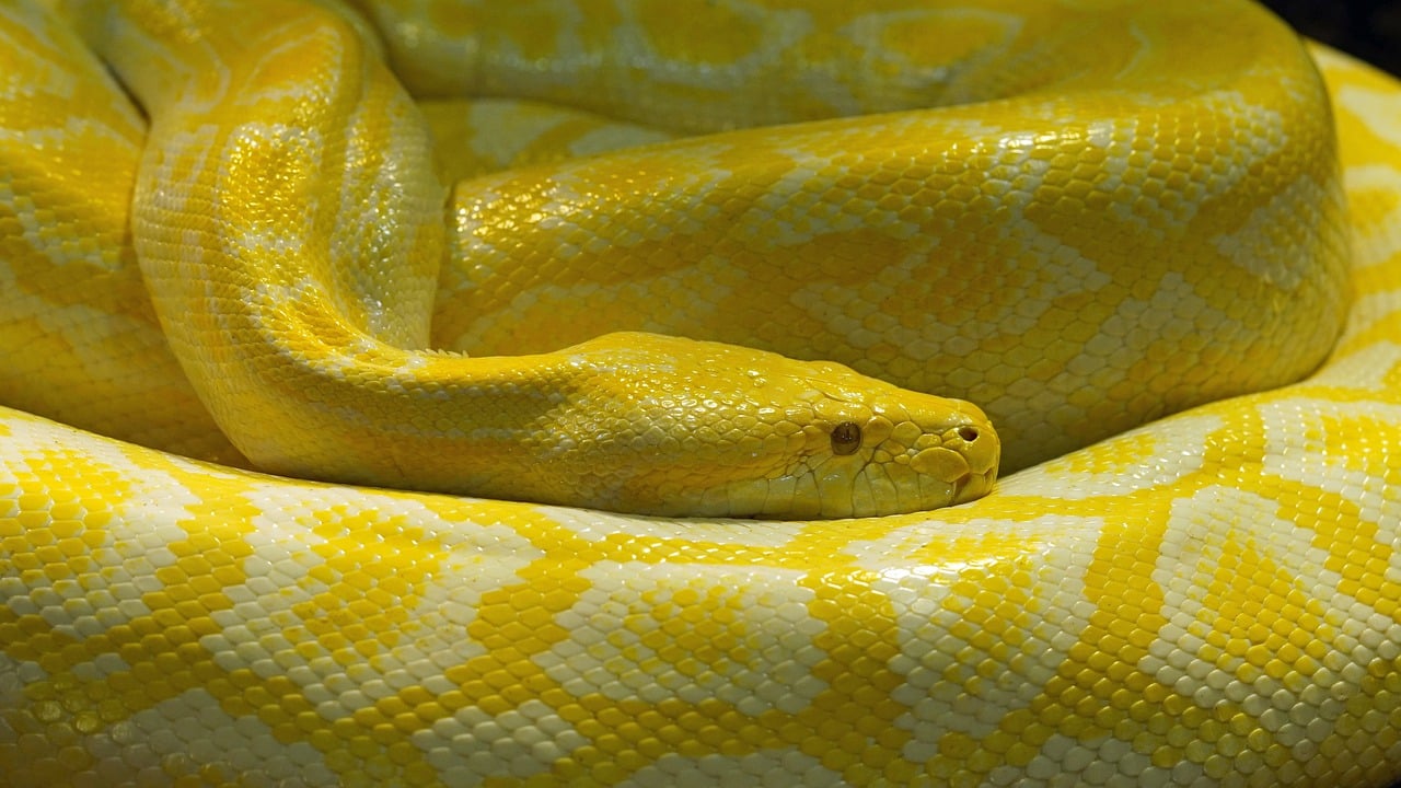 Conserving Biodiversity - Why Each Species Matters
